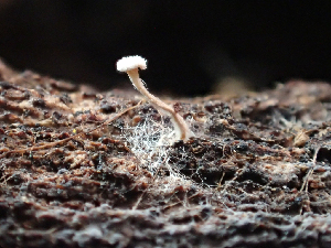  ( - HAY-F-003720)  @11 [ ] by-nc (2023) Dean Lyons Fungal Diversity Survey