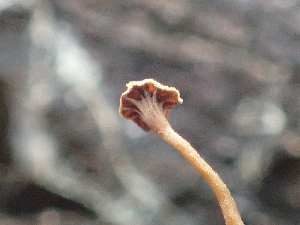  ( - HAY-F-003720)  @11 [ ] by-nc (2023) Dean Lyons Fungal Diversity Survey