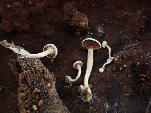  (Ossicaulis - HAY-F-003737)  @11 [ ] by-nc (2023) Dean Lyons Fungal Diversity Survey
