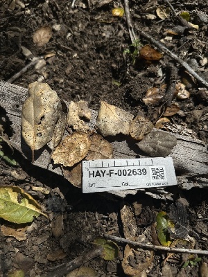  ( - HAY-F-002639)  @11 [ ] c (2023) Rudy Diaz Fungal Diversity Survey