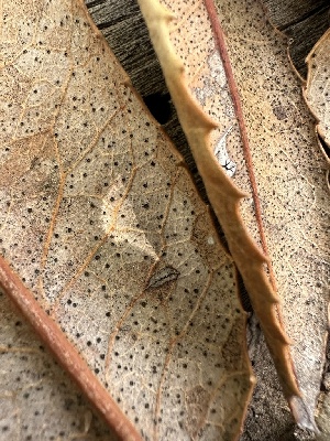  (Dothiora sp. CA03 - HAY-F-002645)  @11 [ ] c (2023) Rudy Diaz Fungal Diversity Survey