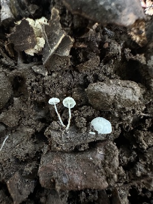  (Hemimycena sp. CA06 - HAY-F-002650)  @11 [ ] c (2023) Rudy Diaz Fungal Diversity Survey