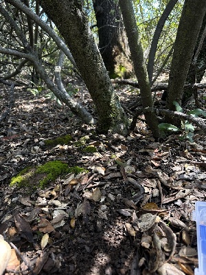  ( - HAY-F-002650)  @11 [ ] c (2023) Rudy Diaz Fungal Diversity Survey