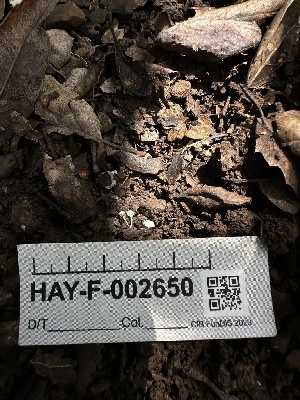  ( - HAY-F-002650)  @11 [ ] c (2023) Rudy Diaz Fungal Diversity Survey