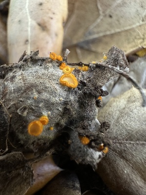  (Arachnopeziza - HAY-F-002671)  @11 [ ] c (2023) Rudy Diaz Fungal Diversity Survey