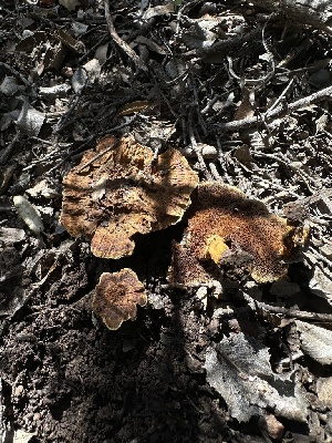  ( - HAY-F-002653)  @11 [ ] c (2023) Rudy Diaz Fungal Diversity Survey