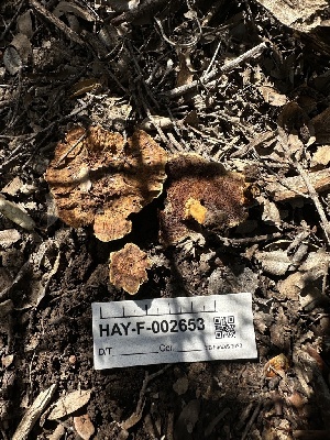  ( - HAY-F-002653)  @11 [ ] c (2023) Rudy Diaz Fungal Diversity Survey