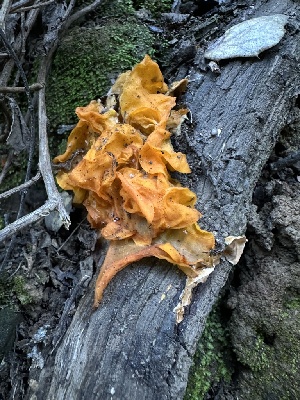  (Naematelia sp. CA01 - HAY-F-002660)  @11 [ ] c (2023) Rudy Diaz Fungal Diversity Survey