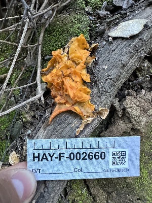  ( - HAY-F-002660)  @11 [ ] c (2023) Rudy Diaz Fungal Diversity Survey