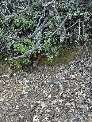  ( - HAY-F-002660)  @11 [ ] c (2023) Rudy Diaz Fungal Diversity Survey