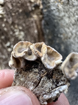  ( - HAY-F-002658)  @11 [ ] c (2023) Rudy Diaz Fungal Diversity Survey
