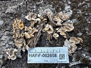 ( - HAY-F-002658)  @11 [ ] c (2023) Rudy Diaz Fungal Diversity Survey