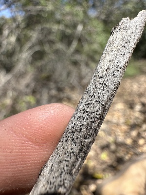  ( - HAY-F-002647)  @11 [ ] c (2023) Rudy Diaz Fungal Diversity Survey