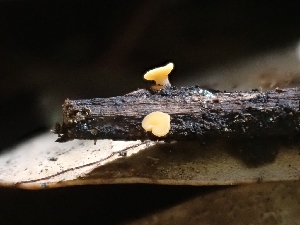  (Hymenoscyphus sp. CA01 - HAY-F-001884)  @11 [ ] by-nc (2023) Sadie Hickey Fungal Diversity Survey