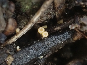  ( - HAY-F-001884)  @11 [ ] by-nc (2023) Sadie Hickey Fungal Diversity Survey