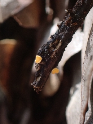  ( - HAY-F-001884)  @11 [ ] by-nc (2023) Sadie Hickey Fungal Diversity Survey