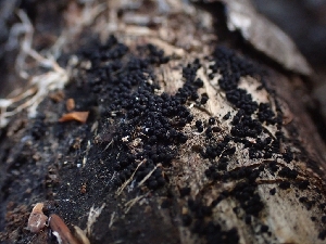 (Coronophorales - HAY-F-001933)  @11 [ ] by-nc (2023) Sadie Hickey Fungal Diversity Survey