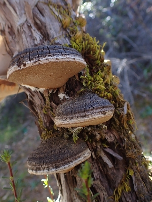  (Phellinus arctostaphyli - HAY-F-001925)  @11 [ ] by-nc (2023) Sadie Hickey Fungal Diversity Survey