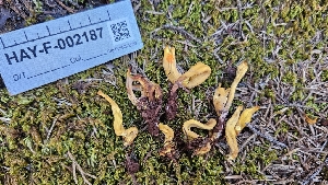  ( - HAY-F-002187)  @11 [ ] by-nc (2023) Thea Chesney Fungal Diversity Survey