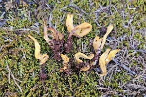  ( - HAY-F-002187)  @11 [ ] by-nc (2023) Thea Chesney Fungal Diversity Survey
