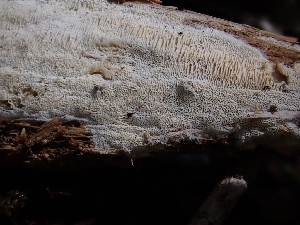  ( - HAY-F-001869)  @11 [ ] by-nc (2023) Sadie Hickey Fungal Diversity Survey