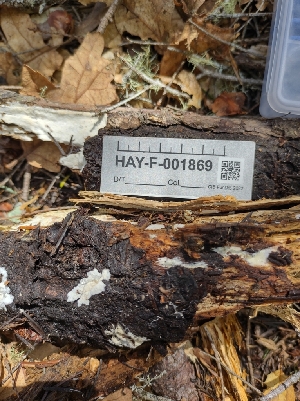  ( - HAY-F-001869)  @11 [ ] by-nc (2023) Sadie Hickey Fungal Diversity Survey