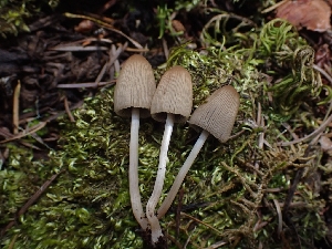  (Parasola sp. aporos-CA01 - HAY-F-001870)  @11 [ ] by-nc (2023) Sadie Hickey Fungal Diversity Survey
