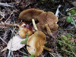  ( - HAY-F-001796)  @11 [ ] by-nc (2023) Sadie Hickey Fungal Diversity Survey