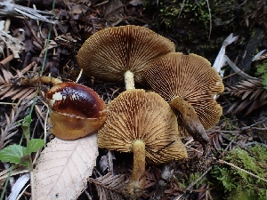  ( - HAY-F-001796)  @11 [ ] by-nc (2023) Sadie Hickey Fungal Diversity Survey