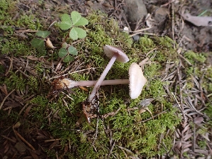 ( - HAY-F-001795)  @11 [ ] by-nc (2023) Sadie Hickey Fungal Diversity Survey