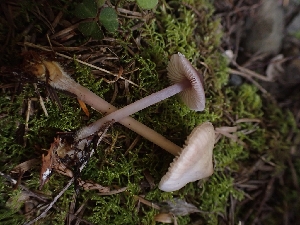  ( - HAY-F-001795)  @11 [ ] by-nc (2023) Sadie Hickey Fungal Diversity Survey