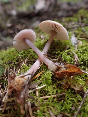  ( - HAY-F-001795)  @11 [ ] by-nc (2023) Sadie Hickey Fungal Diversity Survey