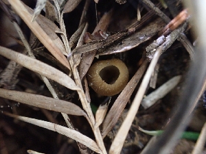  ( - HAY-F-001872)  @11 [ ] by-nc (2023) Sadie Hickey Fungal Diversity Survey