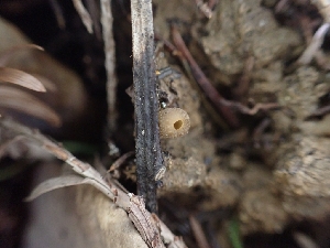  ( - HAY-F-001872)  @11 [ ] by-nc (2023) Sadie Hickey Fungal Diversity Survey