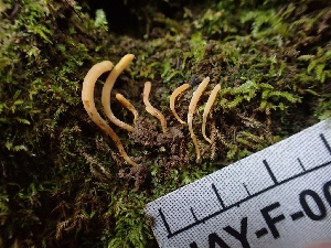  (Clavaria sp. CA03 - HAY-F-001874)  @11 [ ] by-nc (2023) Sadie Hickey Fungal Diversity Survey
