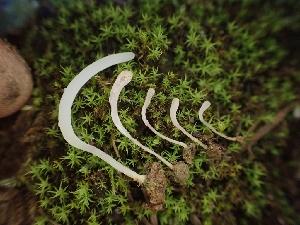  (Clavaria sp. CA02 - HAY-F-001875)  @11 [ ] by-nc (2023) Sadie Hickey Fungal Diversity Survey