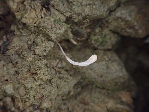  ( - HAY-F-001875)  @11 [ ] by-nc (2023) Sadie Hickey Fungal Diversity Survey