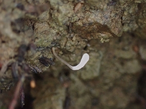  ( - HAY-F-001875)  @11 [ ] by-nc (2023) Sadie Hickey Fungal Diversity Survey
