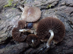  ( - HAY-F-001877)  @11 [ ] by-nc (2023) Sadie Hickey Fungal Diversity Survey