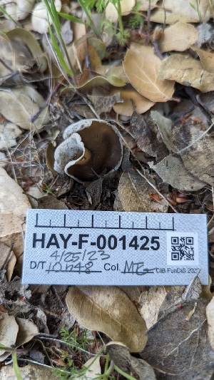  ( - HAY-F-001425)  @11 [ ] c (2023) Michelle C. Torres-Grant Fungal Diversity Survey