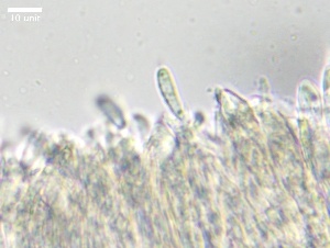  ( - HAY-F-002671)  @11 [ ] c (2023) Rudy Diaz Fungal Diversity Survey
