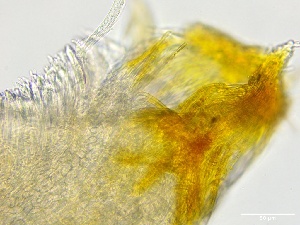  ( - HAY-F-002671)  @11 [ ] c (2023) Rudy Diaz Fungal Diversity Survey