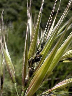  (Ustilago bullata - HAY-F-002649)  @11 [ ] c (2023) Rudy Diaz Fungal Diversity Survey