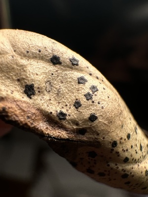  (Coccomyces sp. CA02 - HAY-F-002639)  @11 [ ] c (2023) Rudy Diaz Fungal Diversity Survey