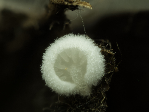  (Crepidotus sp. CA01 - HAY-F-005314)  @11 [ ] by-nc (2023) Stu Pickell Fungal Diversity Survey