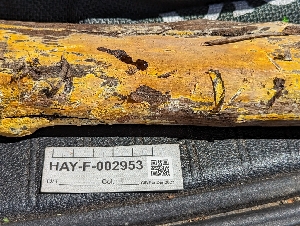  (Phlebia ochraceofulva - HAY-F-002953)  @11 [ ] by-nc (2023) Stu Pickell Fungal Diversity Survey