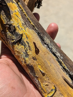  ( - HAY-F-002953)  @11 [ ] by-nc (2023) Stu Pickell Fungal Diversity Survey