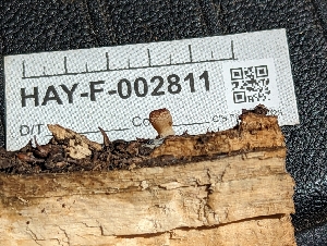 ( - HAY-F-002811)  @11 [ ] by-nc (2023) Stu Pickell Fungal Diversity Survey