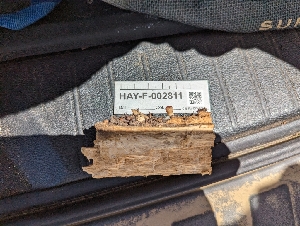  ( - HAY-F-002811)  @11 [ ] by-nc (2023) Stu Pickell Fungal Diversity Survey