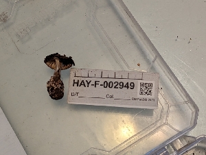  ( - HAY-F-002949)  @11 [ ] by-nc (2023) Stu Pickell Fungal Diversity Survey